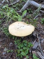 Agaricus didymus