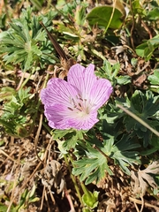 Geranium subargenteum