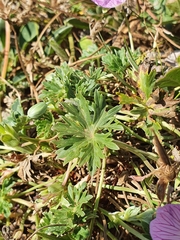 Geranium subargenteum