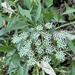 Ammi trifoliatum - Photo (c) Hanno Schaefer, algunos derechos reservados (CC BY-NC), subido por Hanno Schaefer