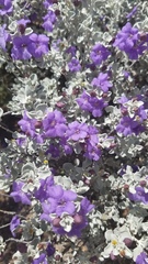 Leucophyllum candidum