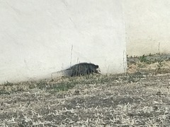 Didelphis virginiana