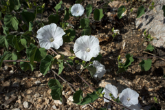 Jacquemontia pringlei