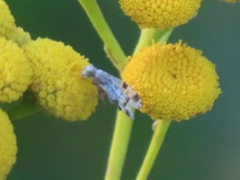Tephritis hyoscyami