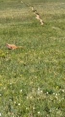 Marmota