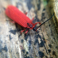 Dictyoptera simplicipes