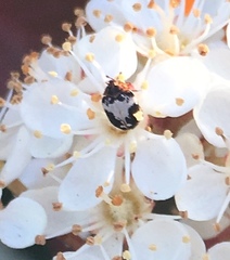 Anthrenus sophonisba