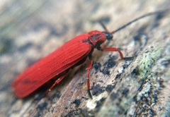 Dictyoptera simplicipes