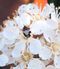 Anthrenus sophonisba