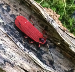 Dictyoptera simplicipes