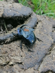 Phanaeus quadridens