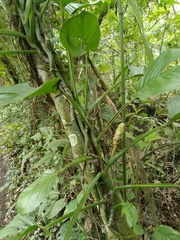 Monsteroideae