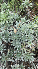 Heliotropium anomalum