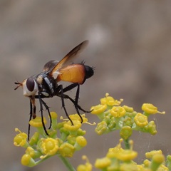 Cylindromyia rufifrons