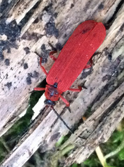Dictyoptera simplicipes