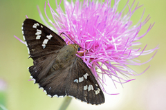 Apyrrothrix araxes