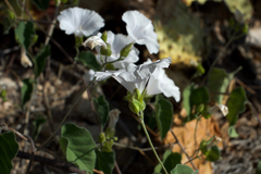 Jacquemontia pringlei