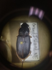 Harpalus pensylvanicus