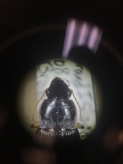 Harpalus pensylvanicus