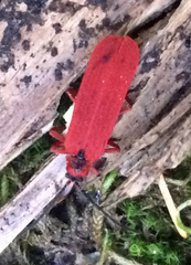 Dictyoptera simplicipes