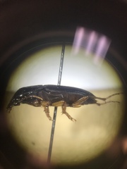 Harpalus pensylvanicus
