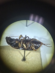 Harpalus pensylvanicus