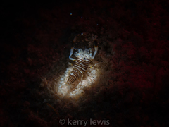 Gnathophyllum americanum