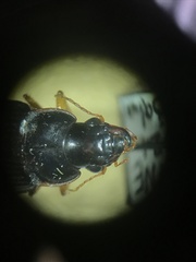 Harpalus pensylvanicus
