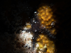 Ophiocoma echinata