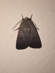 Caradrina aspersa