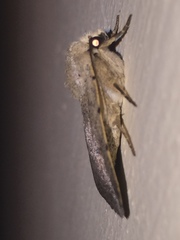 Caradrina aspersa