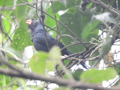 Saltator fuliginosus
