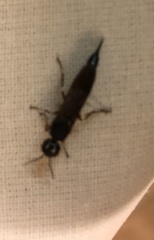 Xiphydria prolongata