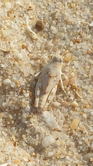 Sphingonotus imitans