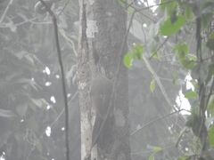 Xiphocolaptes albicollis