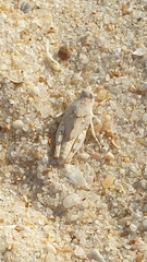 Sphingonotus imitans
