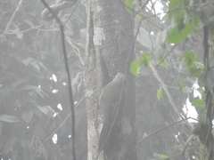 Xiphocolaptes albicollis