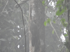 Xiphocolaptes albicollis