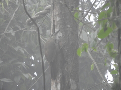 Xiphocolaptes albicollis