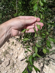 Prunus fremontii