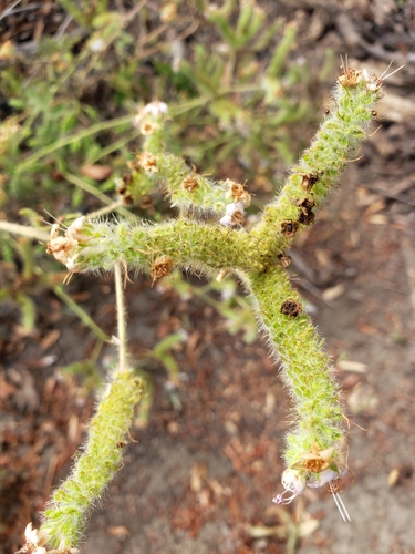 iNaturalist observation photo of branching phacelia