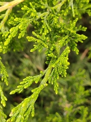 Juniperus sabina
