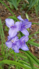 Tradescantia bracteata