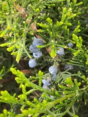 Juniperus sabina