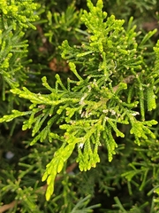Juniperus sabina