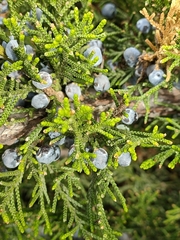 Juniperus sabina