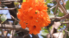 Cordia dodecandra