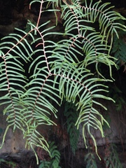 Gleichenia dicarpa