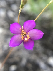 Phemeranthus calcaricus