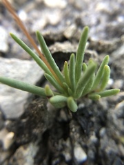 Phemeranthus calcaricus